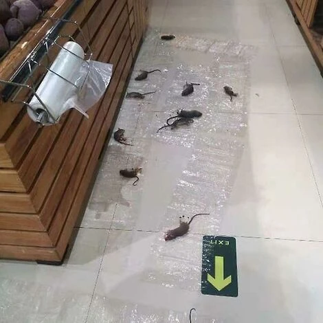 REGALI Lot De 6 Autocollants Invisibles Pour Rats Collants De 1,2 M – Image 3